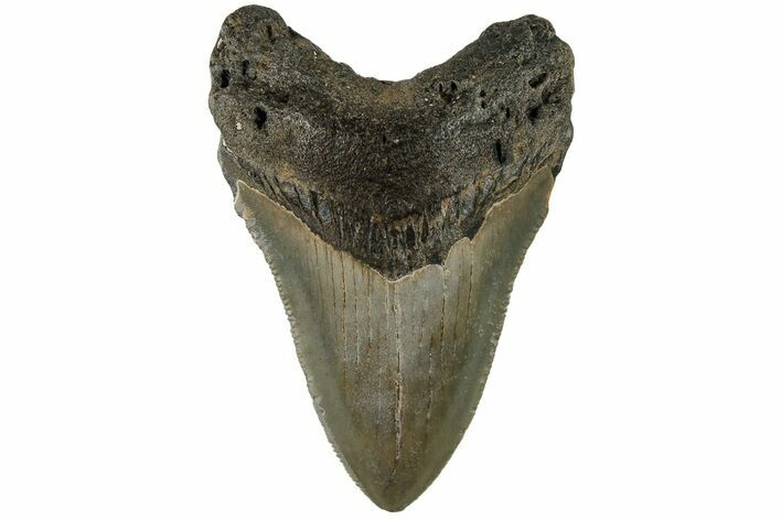 Serrated, Fossil Megalodon Tooth - North Carolina #200665